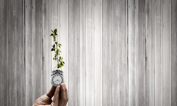 Sprout in hand — Stock Photo, Image