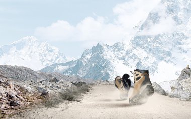 yürüyüş botları