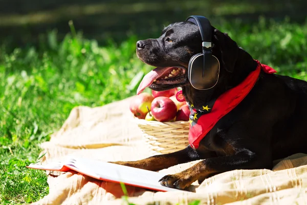 Hund im Kopfhörer — Stockfoto