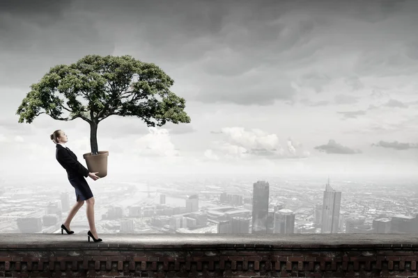 Money tree — Stock Photo, Image