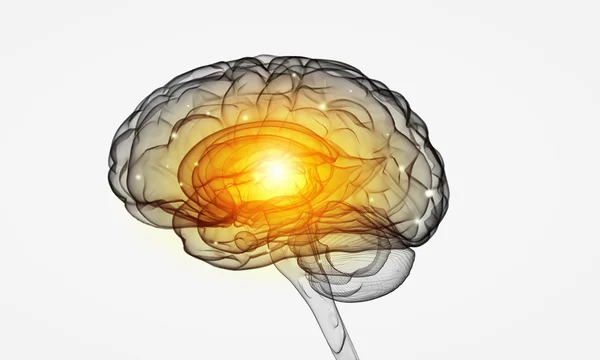 Human brain — Stock Photo, Image