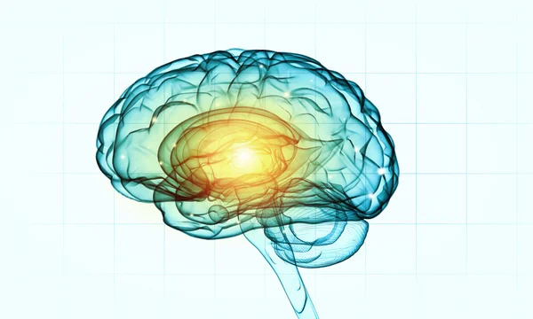 Cerebro humano —  Fotos de Stock