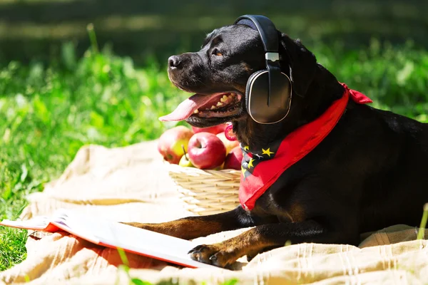 Hund im Kopfhörer — Stockfoto