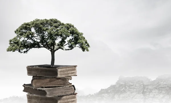 Lezen en zelf onderwijs — Stockfoto