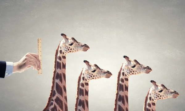 Meten van de giraf — Stockfoto