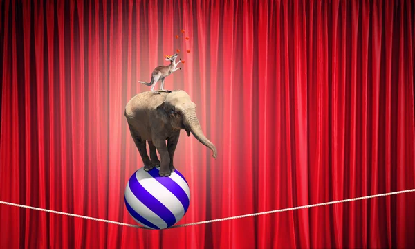Cirkusová zvířata — Stock fotografie