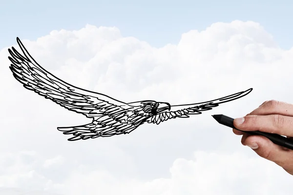 Orzeł Szkic Zdjęcia Szkice Ołówkiem Galeria West Wings