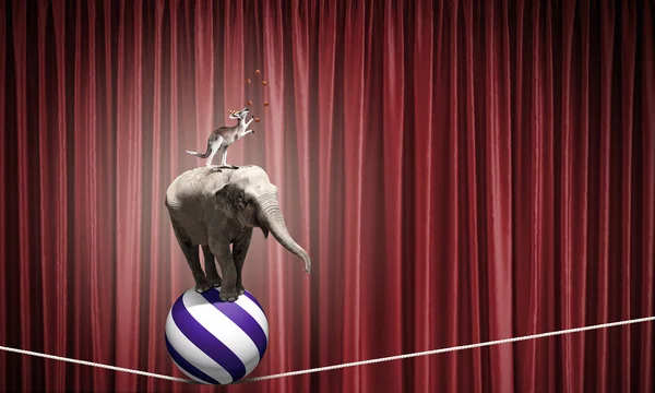 Цирковые животные — стоковое фото
