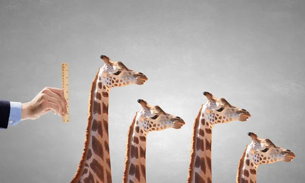 Measuring giraffe — Stock Photo, Image