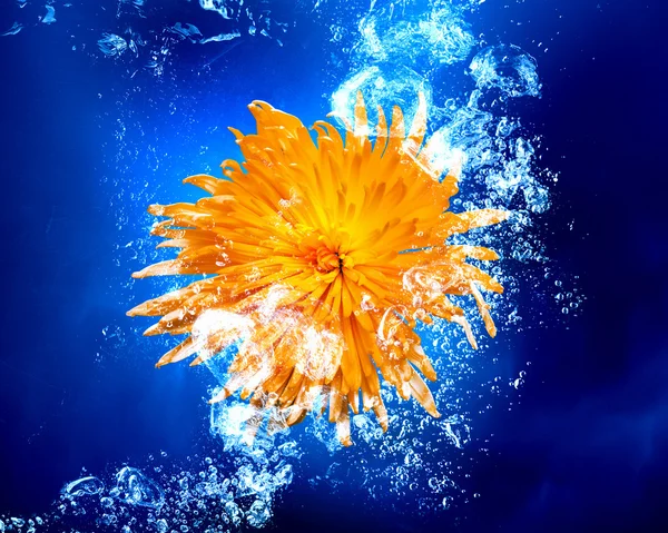 Yellow flower in water — Stock Photo, Image