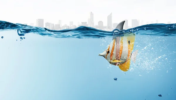이국적인 물고기와 플립 — 스톡 사진