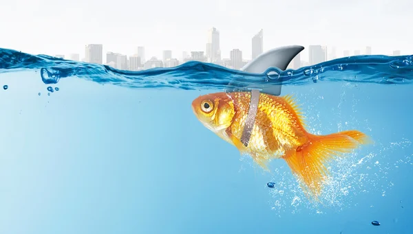 Gold fish with shark flip — Stock Photo, Image