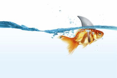 Gold fish with shark flip clipart