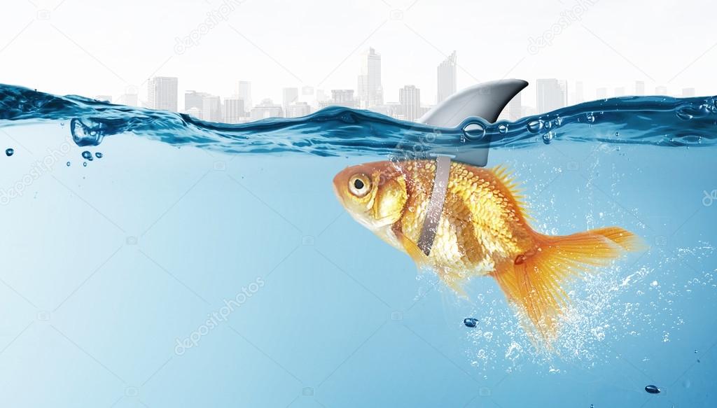 Gold fish with shark flip