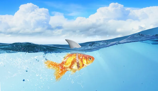 Gold fish with shark flip — Stock Photo, Image