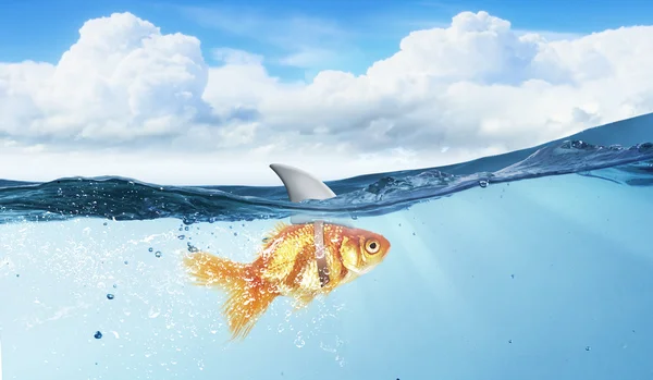 Gold fish with shark flip — Stock Photo, Image