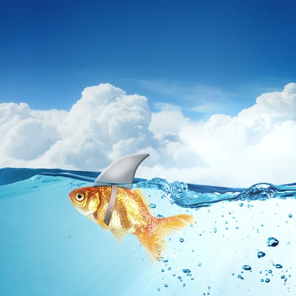 Gold fish with shark flip — Stock Photo, Image