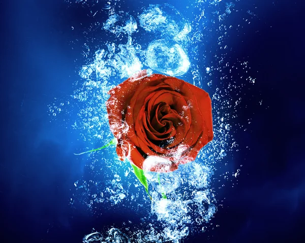 Rose in water — Stock Photo, Image