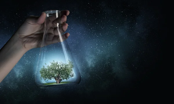 Cam şişeye ağacında — Stok fotoğraf