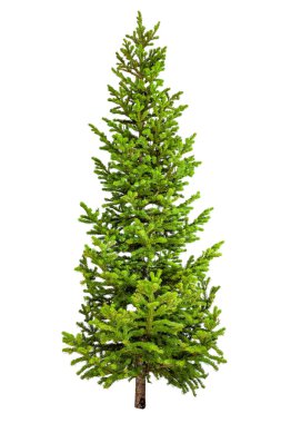 Beyaz arkaplanda izole edilmiş noel ağacı.