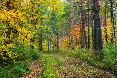 Sonbahar ormanının parlak renkleri