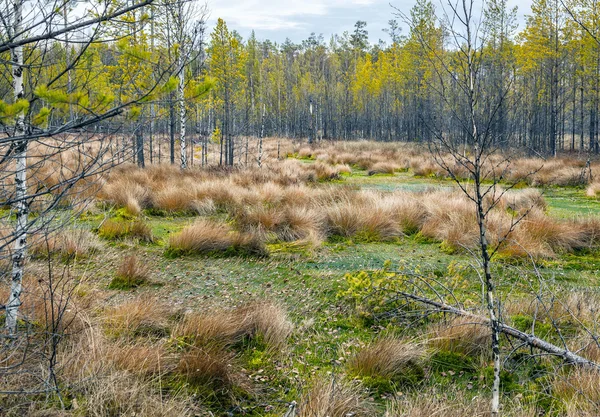 Swamp in the Siberian taiga. — Stock Photo, Image