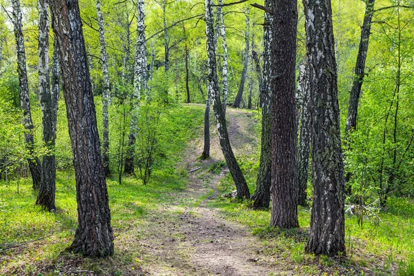 Frühling in der sibirischen Taiga — Stockfoto