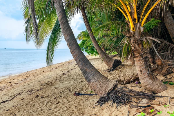 Ilha de coco de Koh Samui na Tailândia . — Fotografia de Stock