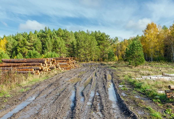 Autumn in the Siberian taiga. — Stock Photo, Image