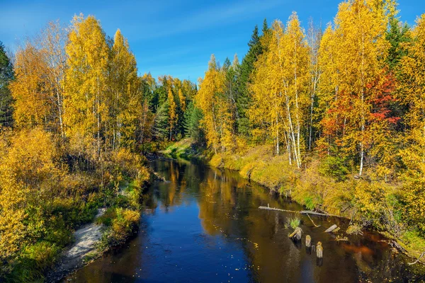 Outono na taiga siberiana . — Fotografia de Stock