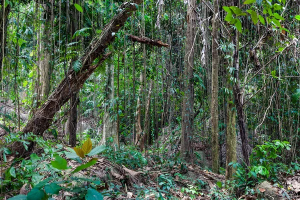 Tropical jungle in Thailand. Samui Island. — Stock Photo, Image