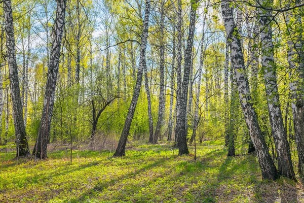 Wiosna w brzozowy Gaj. — Zdjęcie stockowe