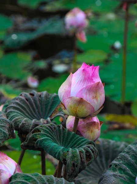 Цветущий лотос в природной среде — стоковое фото