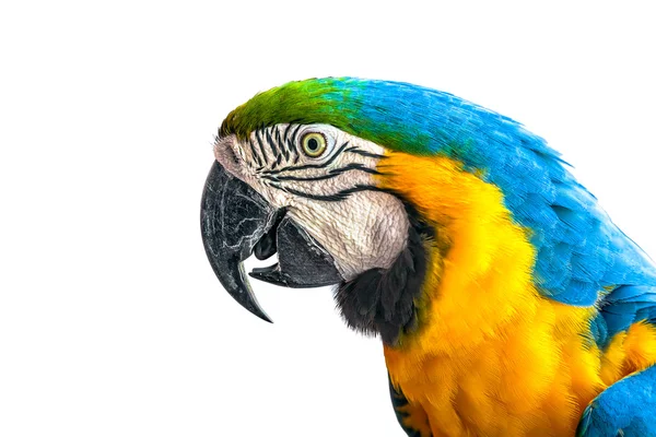 Macaw Parrot on a white background. — Stock Photo, Image