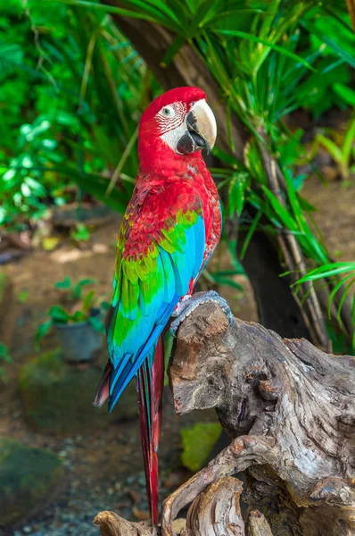 Giant bright colorful parrot poses on a tree — Stock Photo, Image