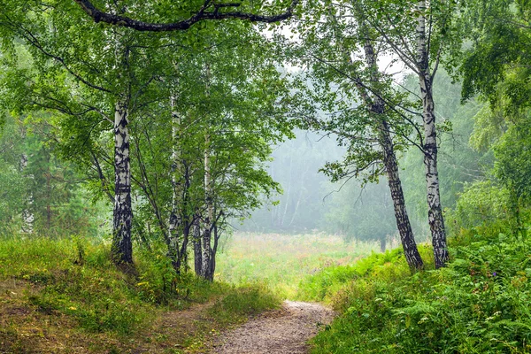 Mlha v lese letní. — Stock fotografie