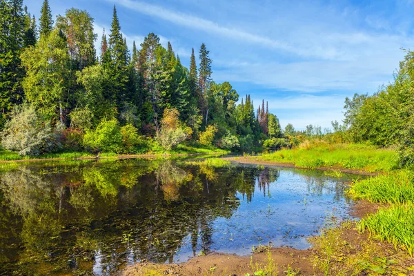 Sommar i sibiriska taigan — Stockfoto