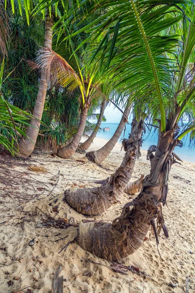 Кокосові острова Самуй в Таїланді. Ліцензійні Стокові Фото