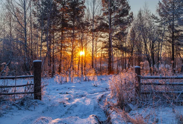 Vinter soluppgång i Sibirien. Stockbild