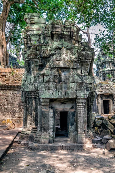 Руїни Ta Prohm храму в Камбоджі Стокове Фото