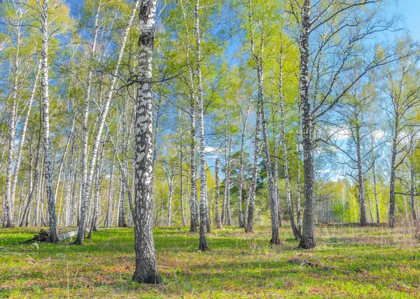 Primavera na floresta siberiana . — Fotografia de Stock