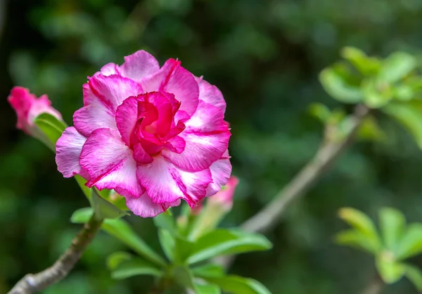 Różowe kwiaty goździków — Zdjęcie stockowe