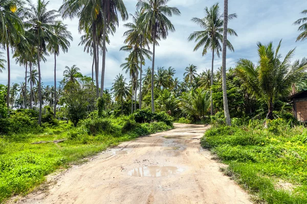 Raca tropikal Adası — Stok fotoğraf