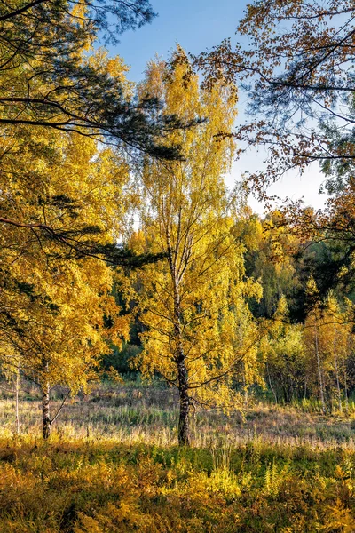 Autumn in Siberia — Stock Photo, Image