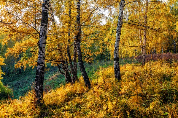 Herbst in Sibirien — Stockfoto