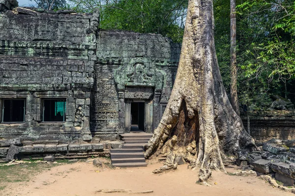 Khmer Tempel von ta prohm — Stockfoto