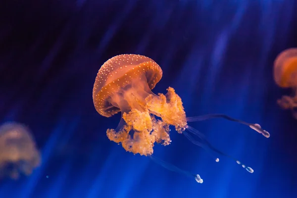 Bela água-viva — Fotografia de Stock