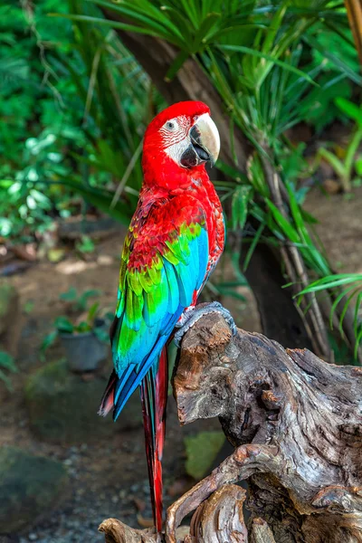 Red Macaw — Stock Photo, Image