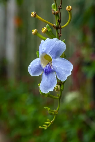 Orchidej — Stock fotografie