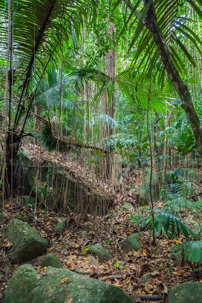 Dziki dżungla tropikalna — Zdjęcie stockowe